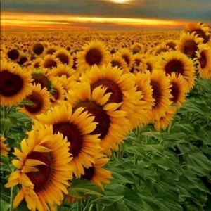 Meet your Posher, Carolyn